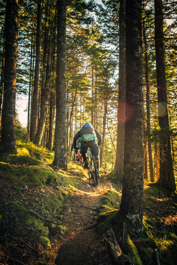 Mountain biker riding through a sunlit forest trail